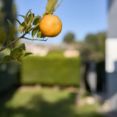 Persifonia كورال باي