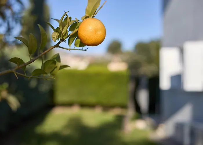 Persifonia Coral Bay